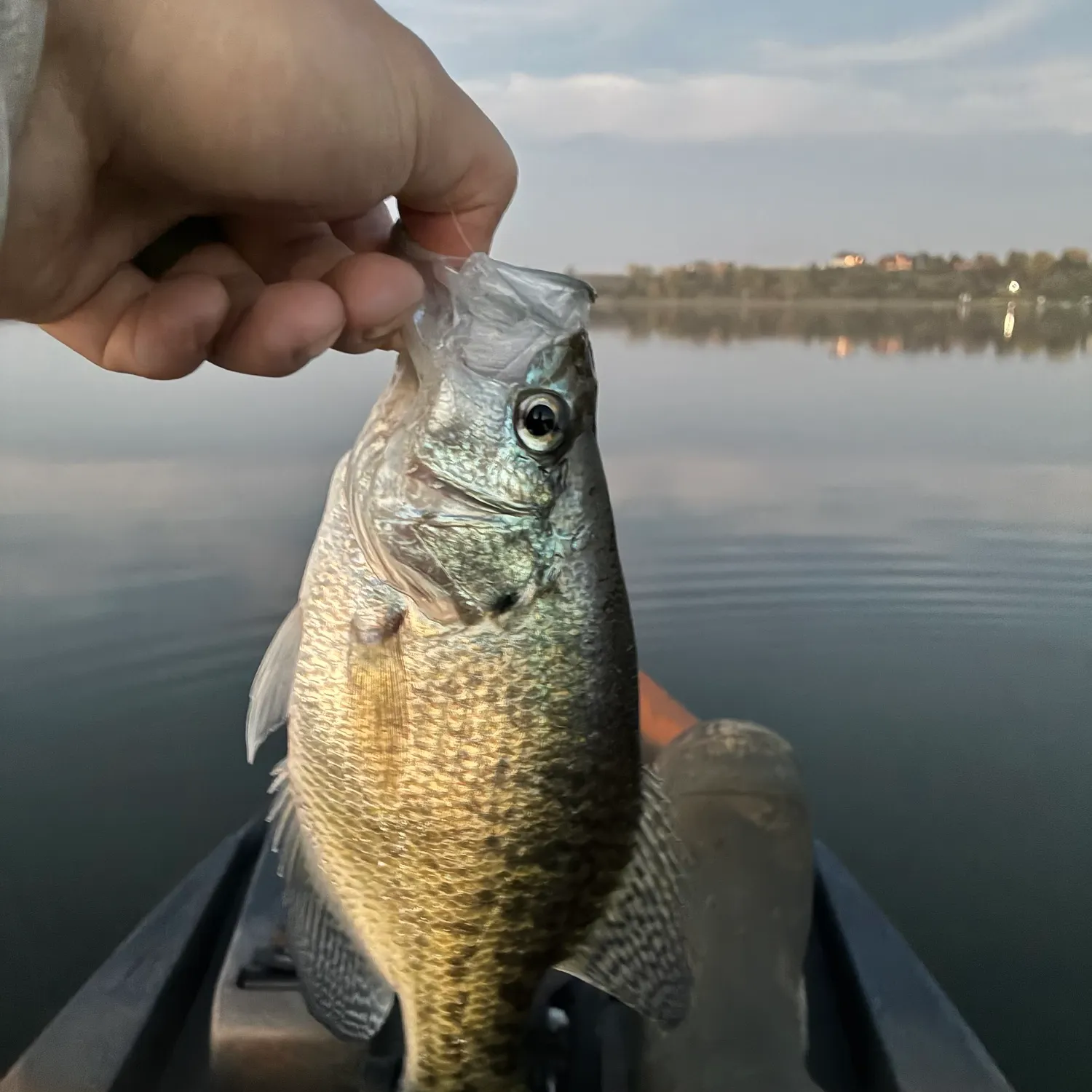 White crappie caught on Fishbrain