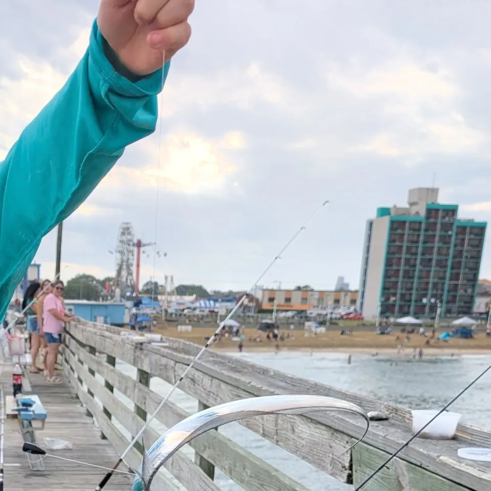 Atlantic cutlassfish caught on Fishbrain