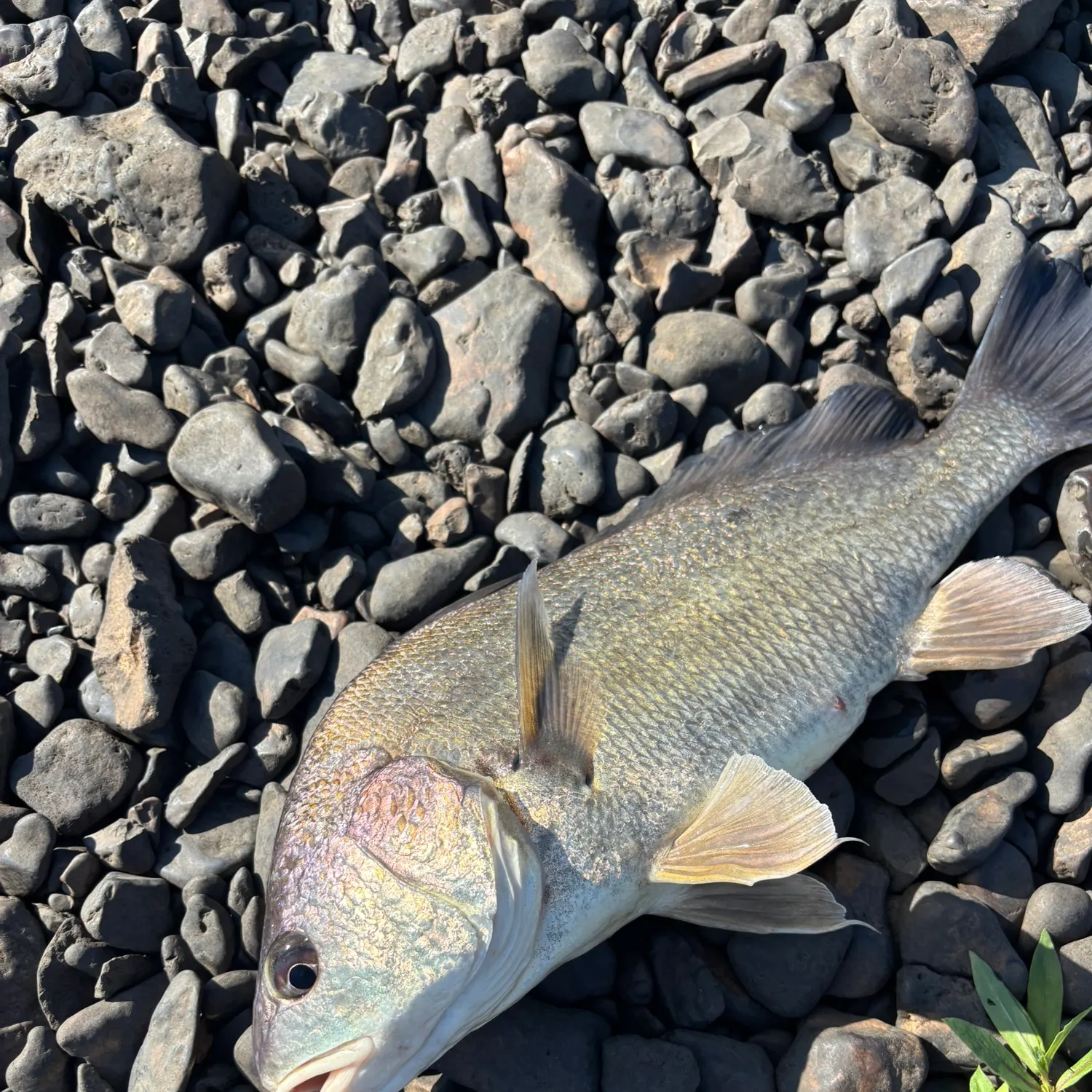 Freshwater drum caught on Fishbrain