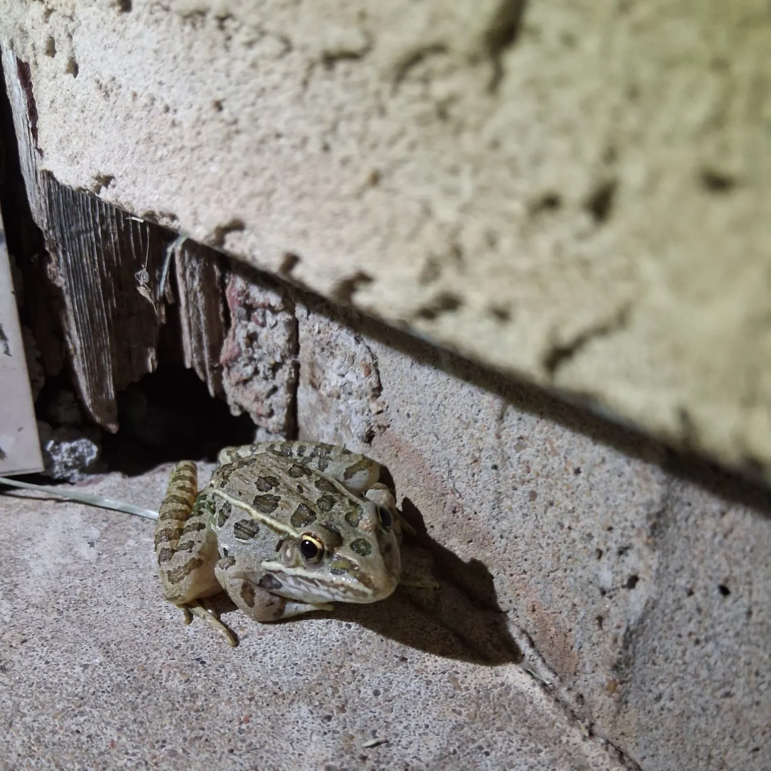 Northern leopard frog caught on Fishbrain