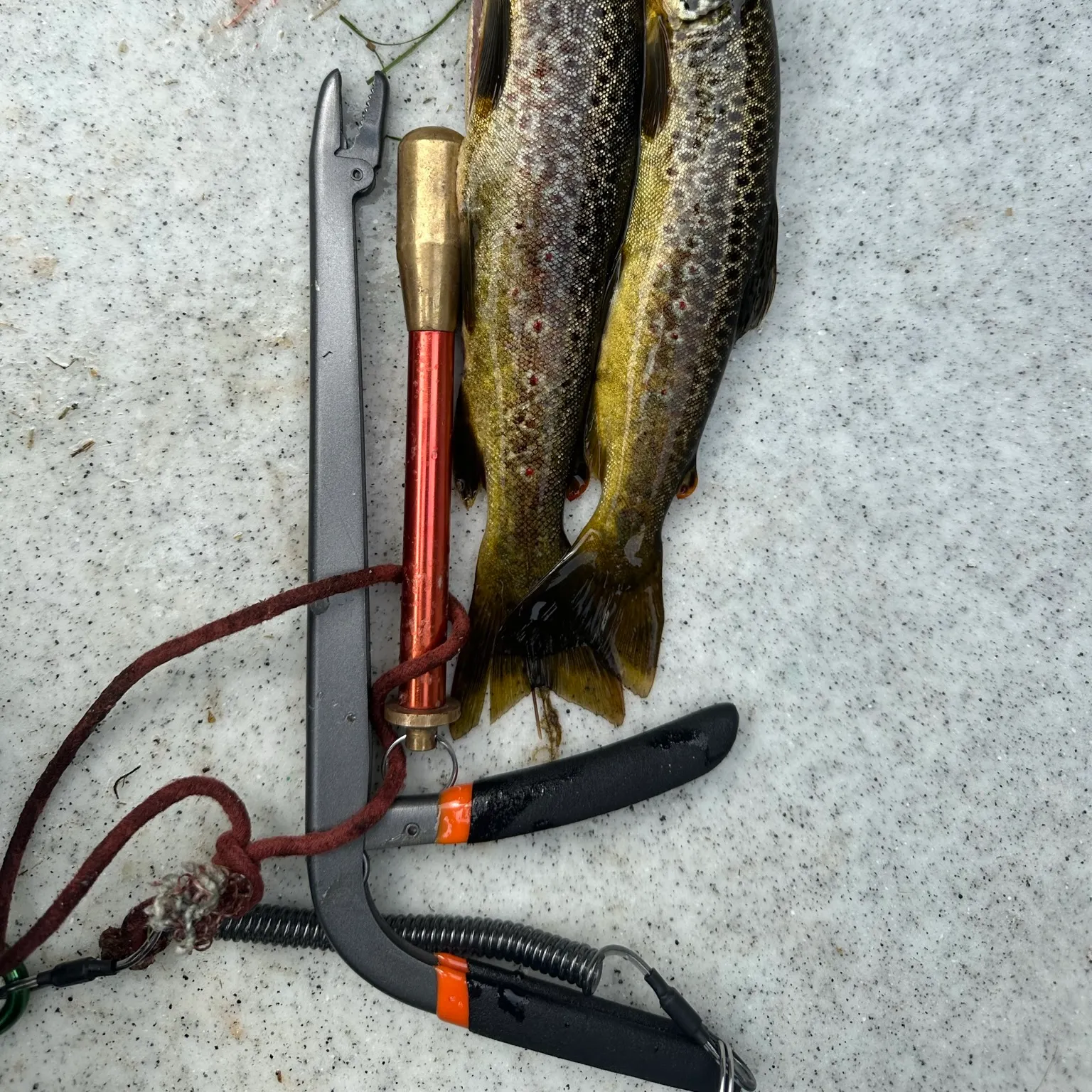 The most recent Lake trout catches on Fishbrain