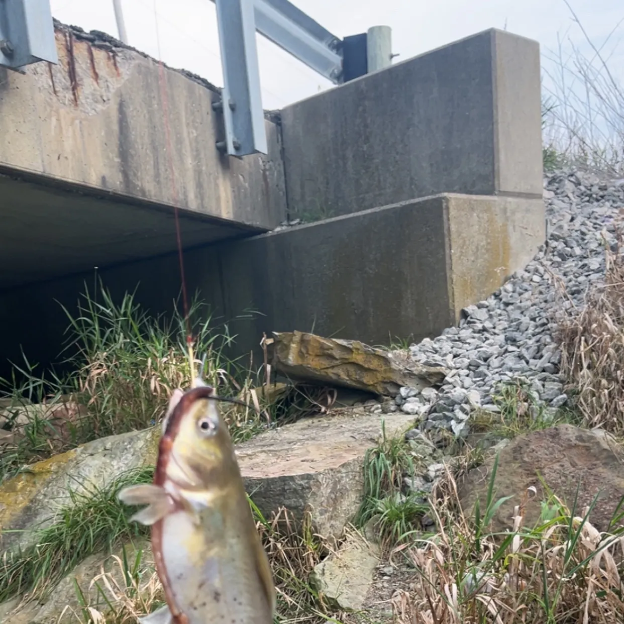 White bullhead caught on Fishbrain