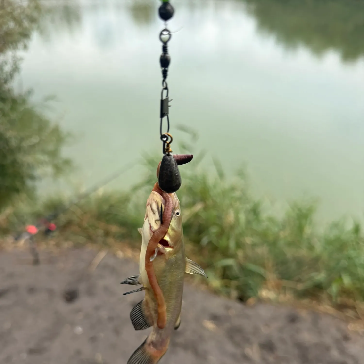 Channel catfish caught on Fishbrain