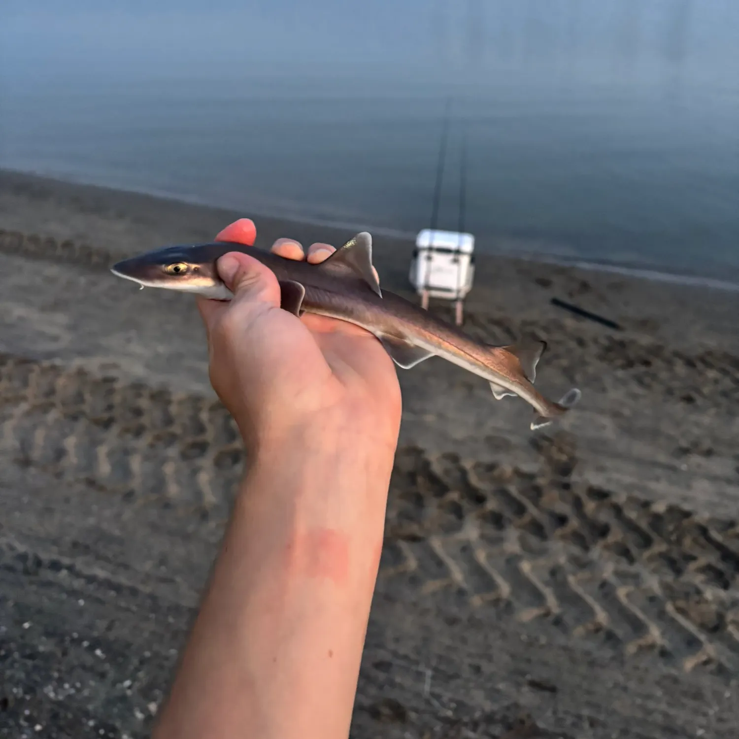 The most recent Grey smooth-hound catches on Fishbrain