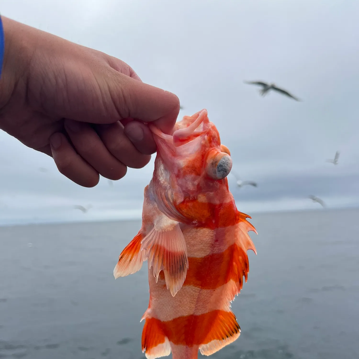 most liked catch image