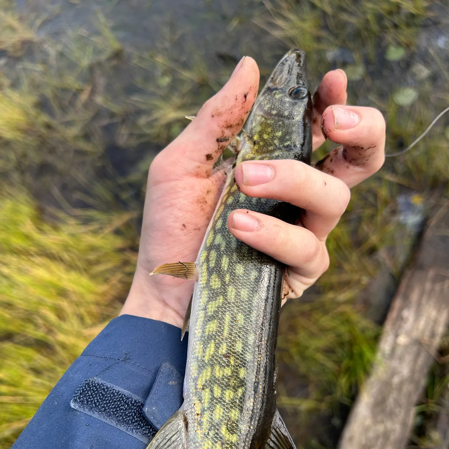 Fish caught on Fishbrain