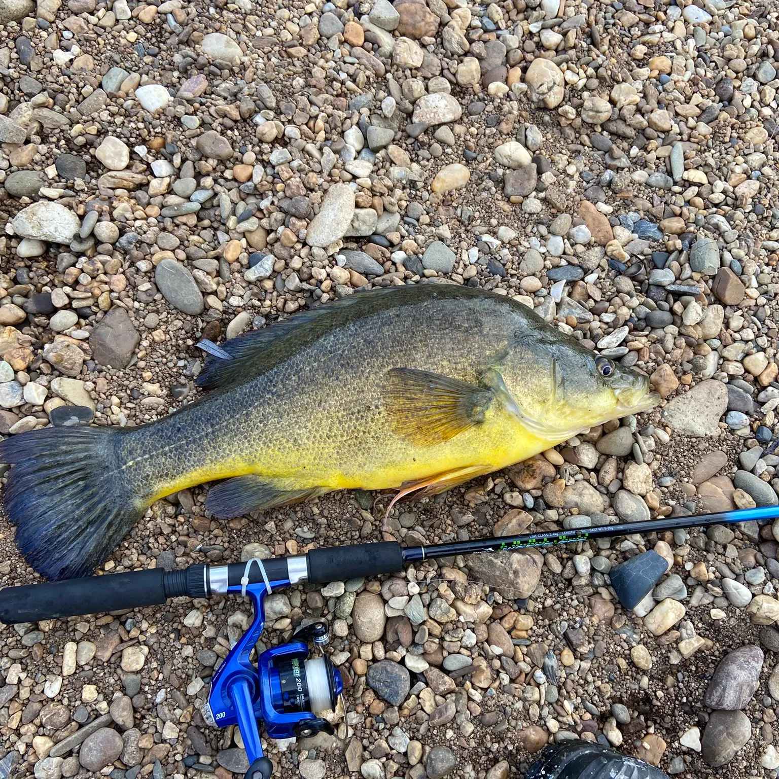 The most recent Golden perch catches on Fishbrain