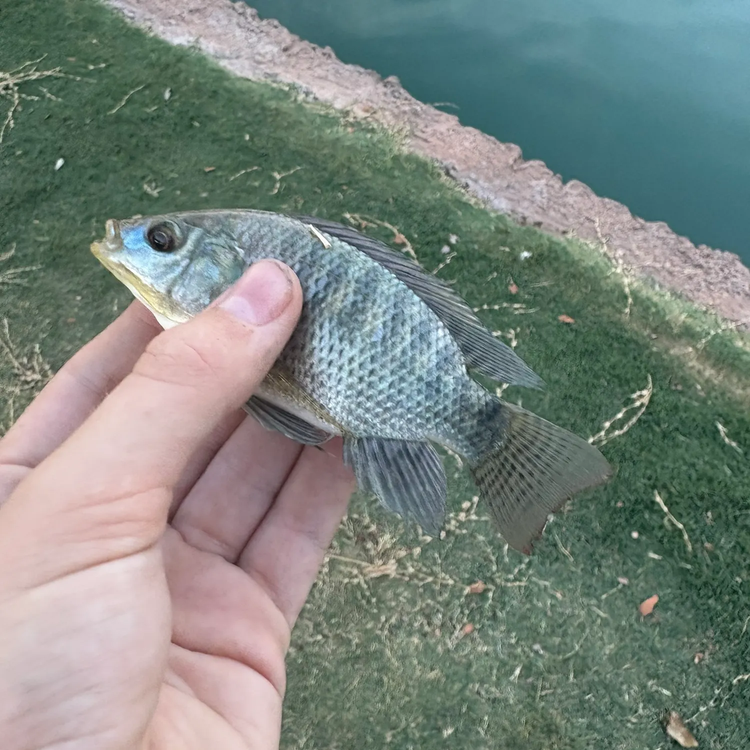 Nile tilapia caught on Fishbrain