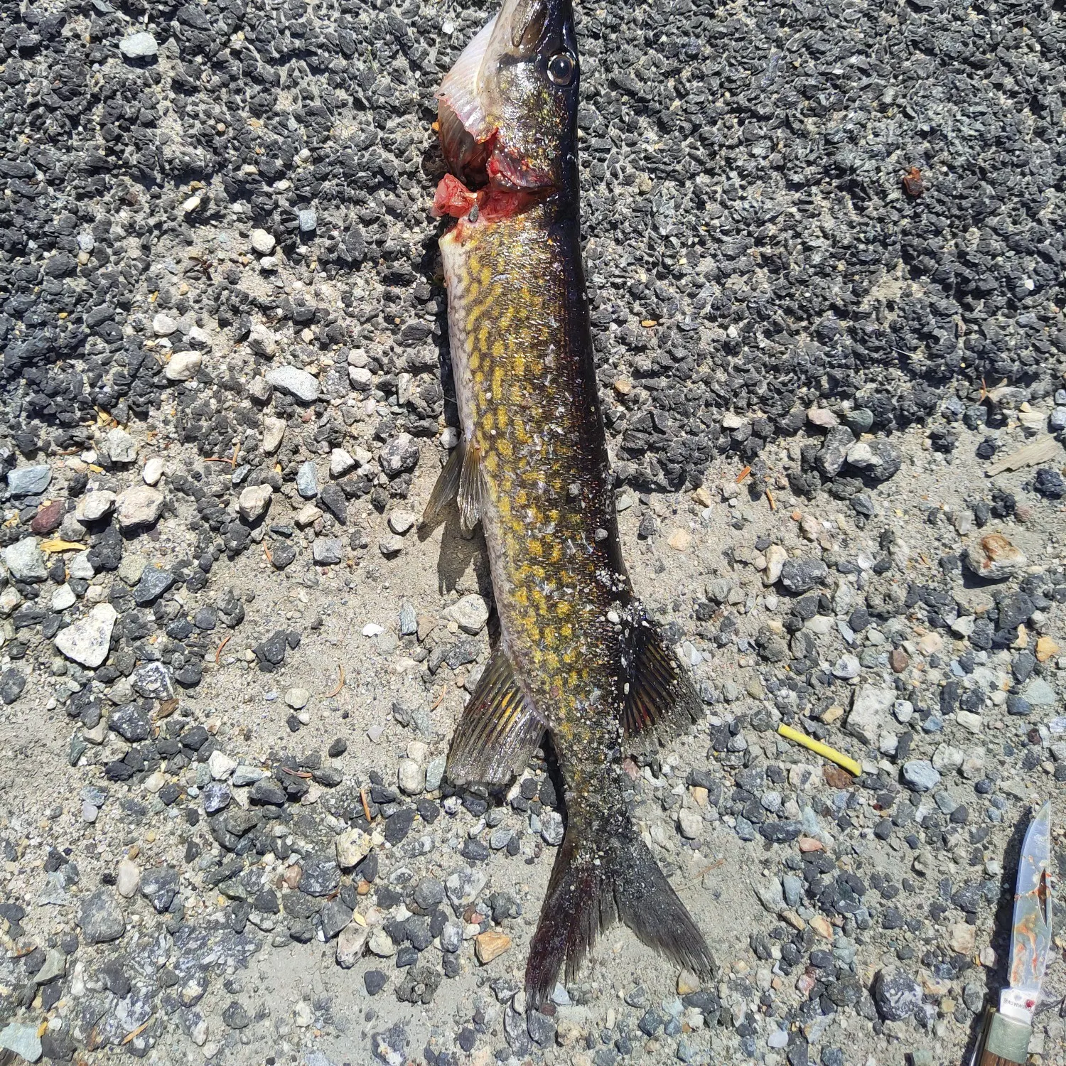 Chain pickerel caught on Fishbrain