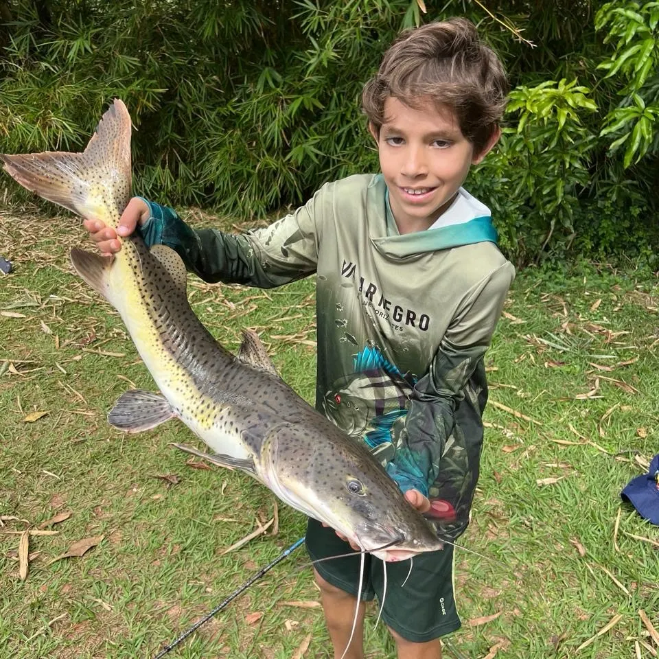 The most recent Redtail catfish catches on Fishbrain
