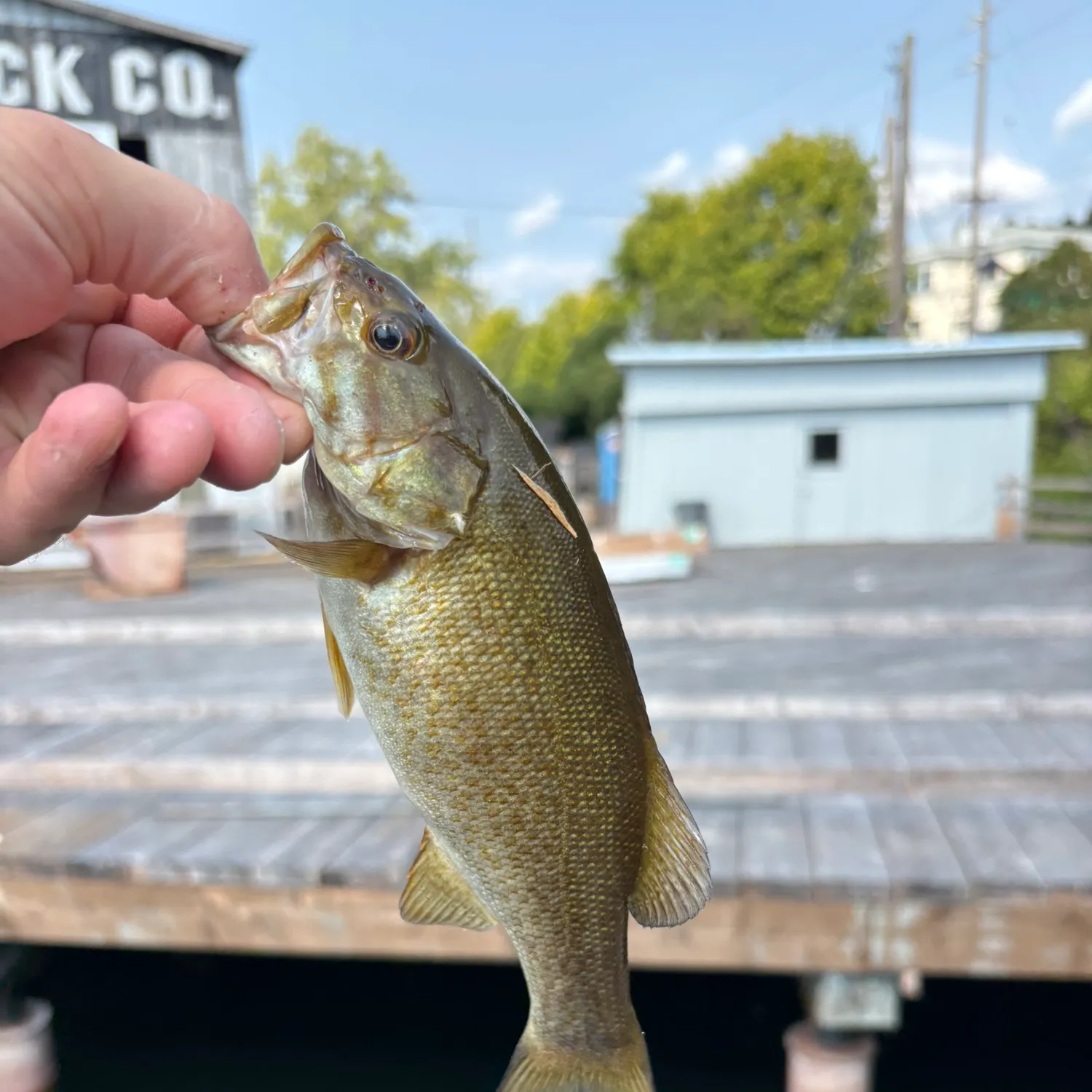 catch