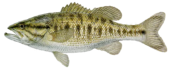 Guadalupe bass