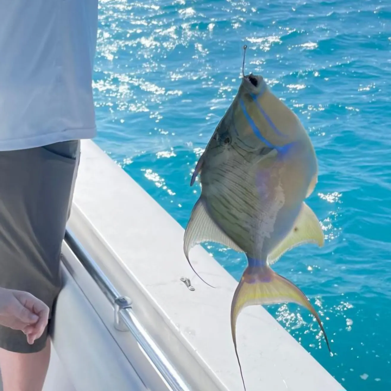 The most popular recent Yellowmargin triggerfish catch on Fishbrain