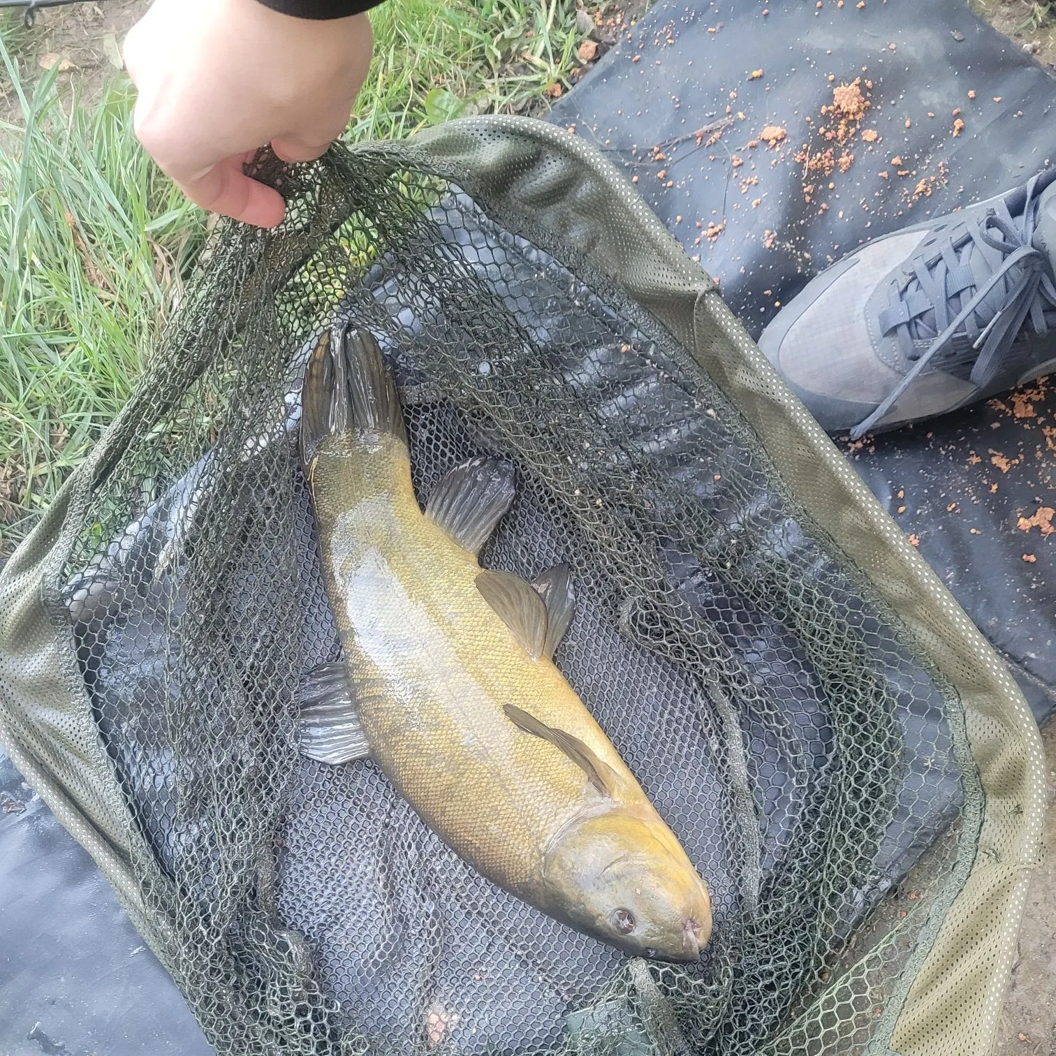 Tench caught on Fishbrain