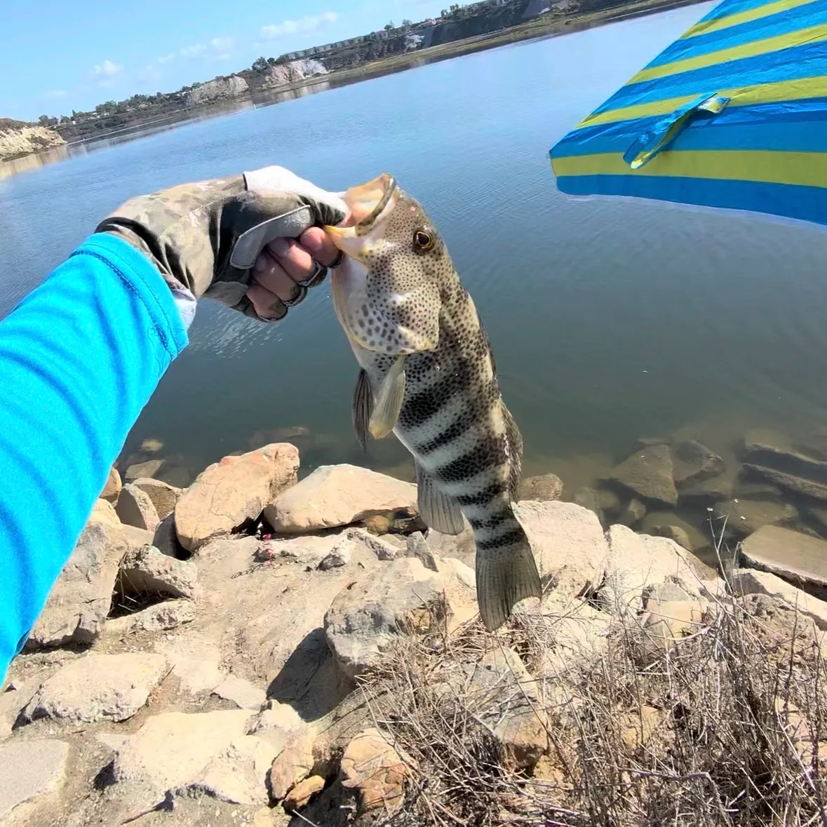 Spotted sand bass caught on Fishbrain