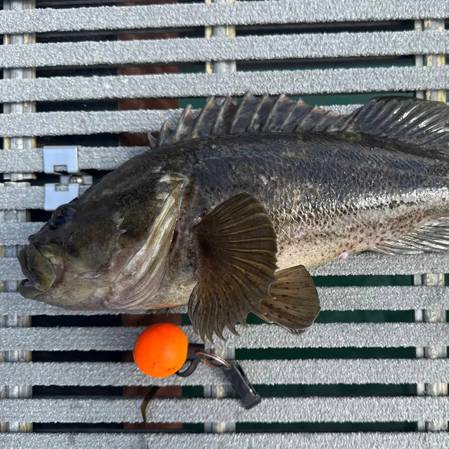 The most recent Grass rockfish catches on Fishbrain