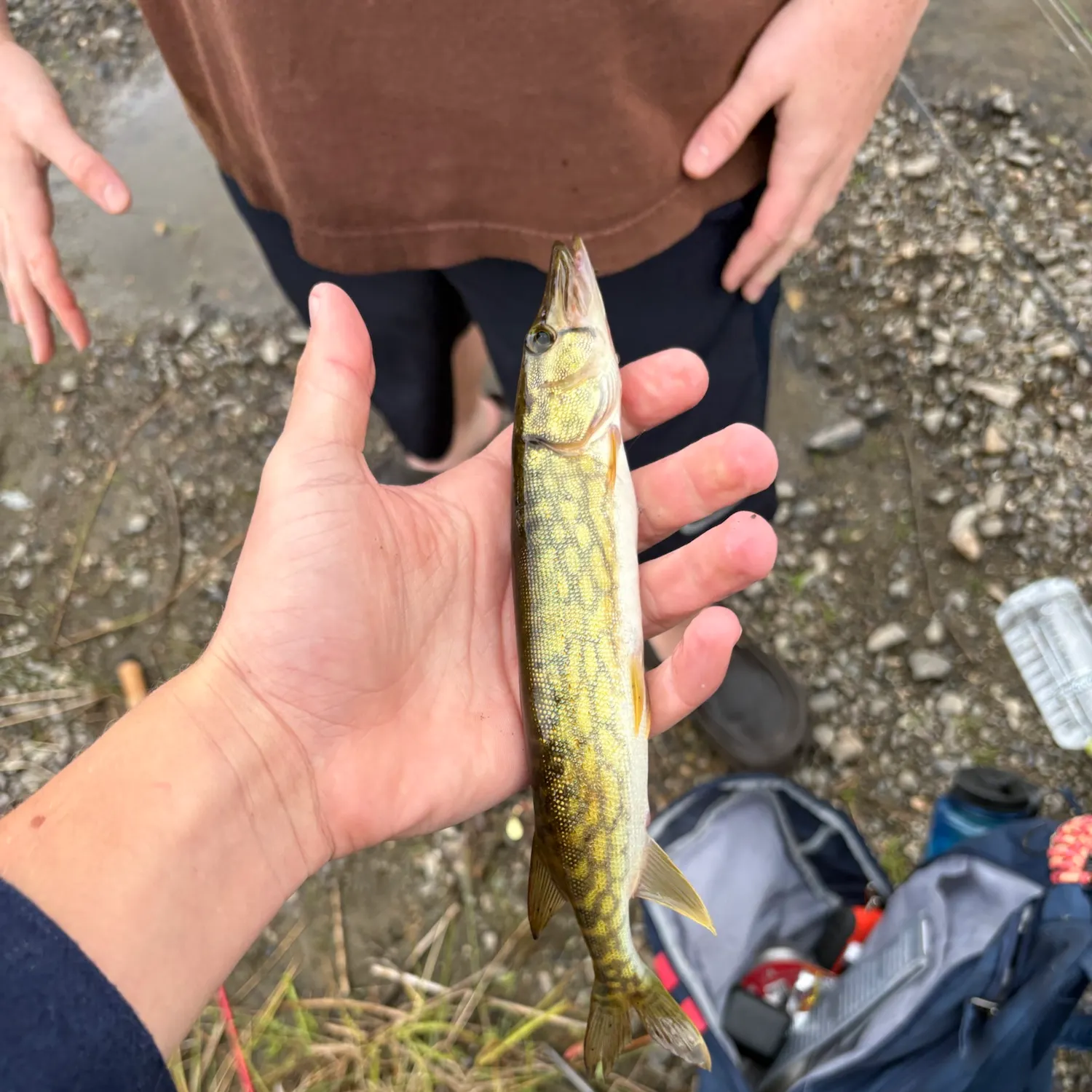 Chain pickerel caught on Fishbrain