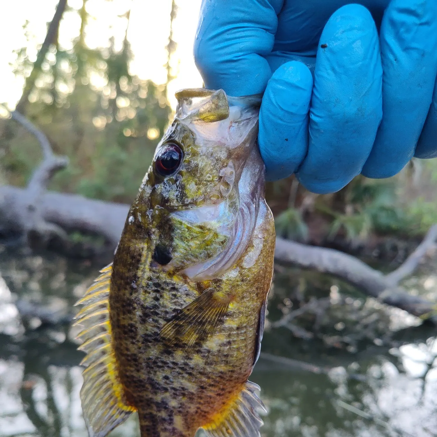 The most recent Warmouth catches on Fishbrain