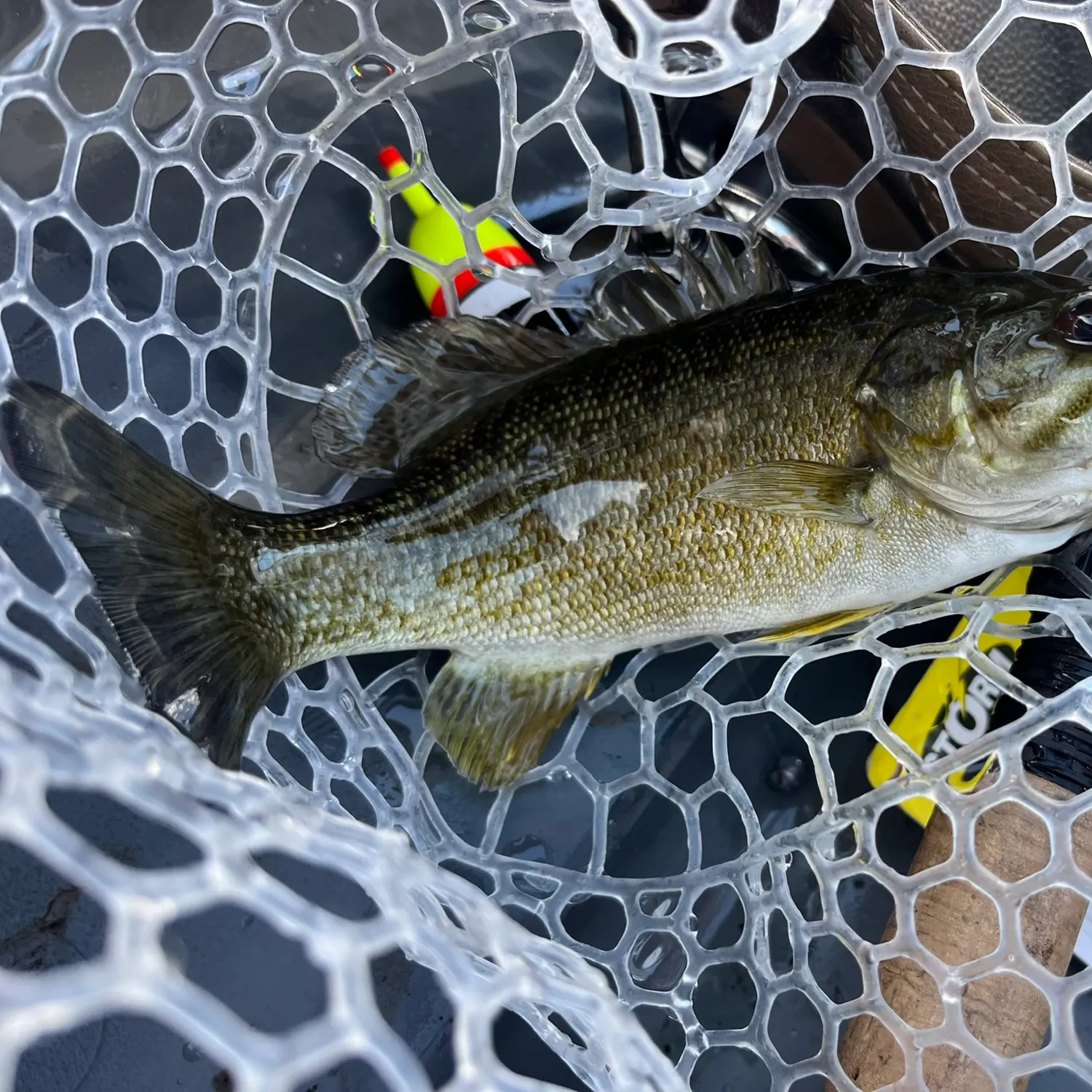 Smallmouth bass caught on Fishbrain