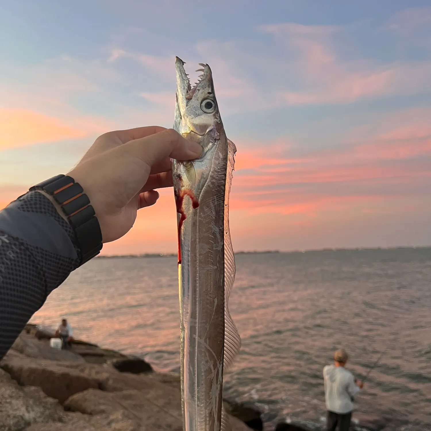 The most recent Atlantic cutlassfish catches on Fishbrain