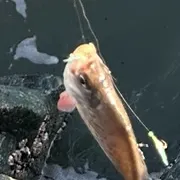 The most recent Calico surfperch catches on Fishbrain