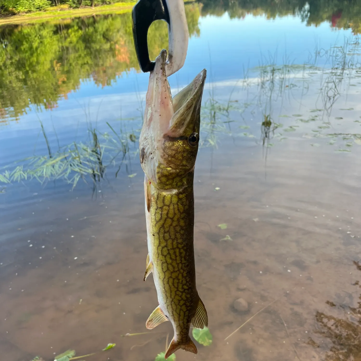 Chain pickerel caught on Fishbrain