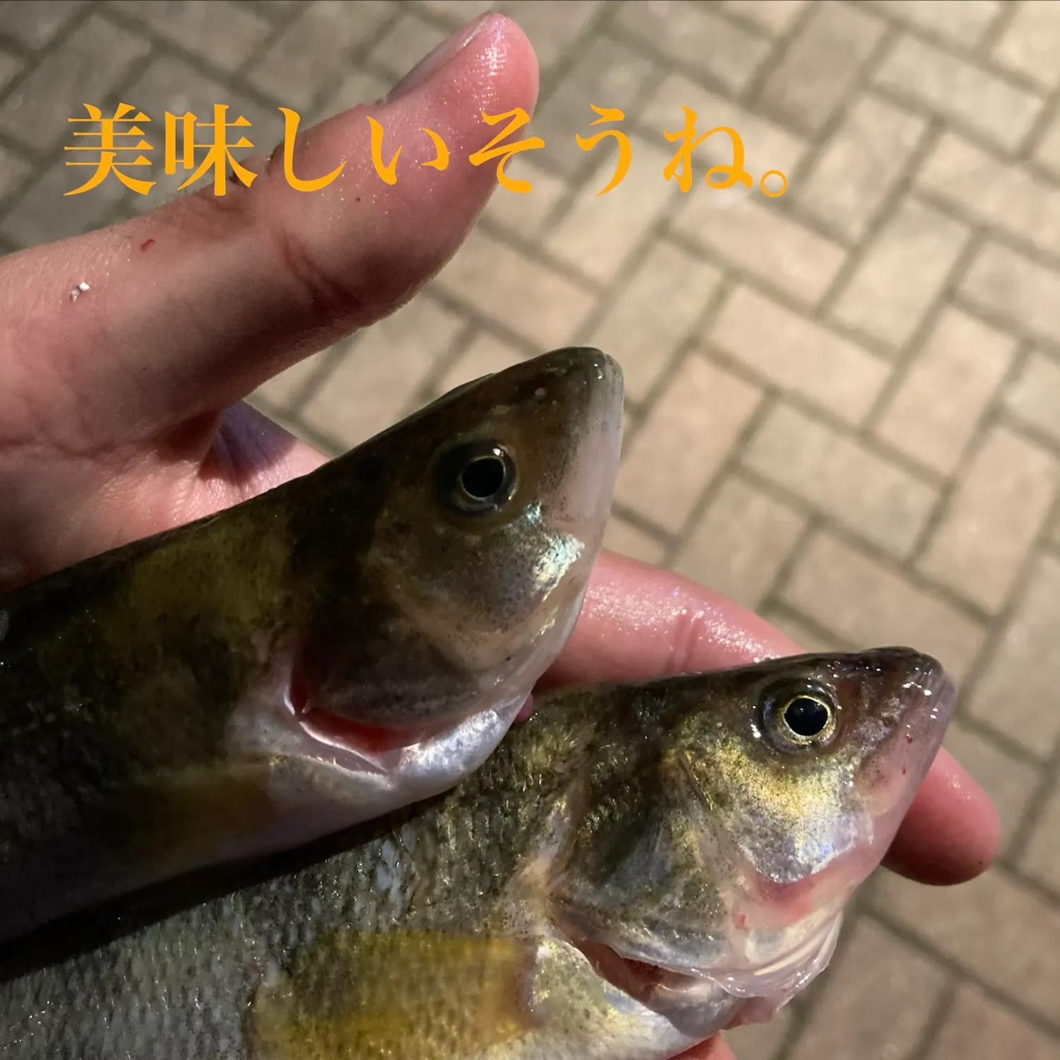 Yellow perch caught on Fishbrain