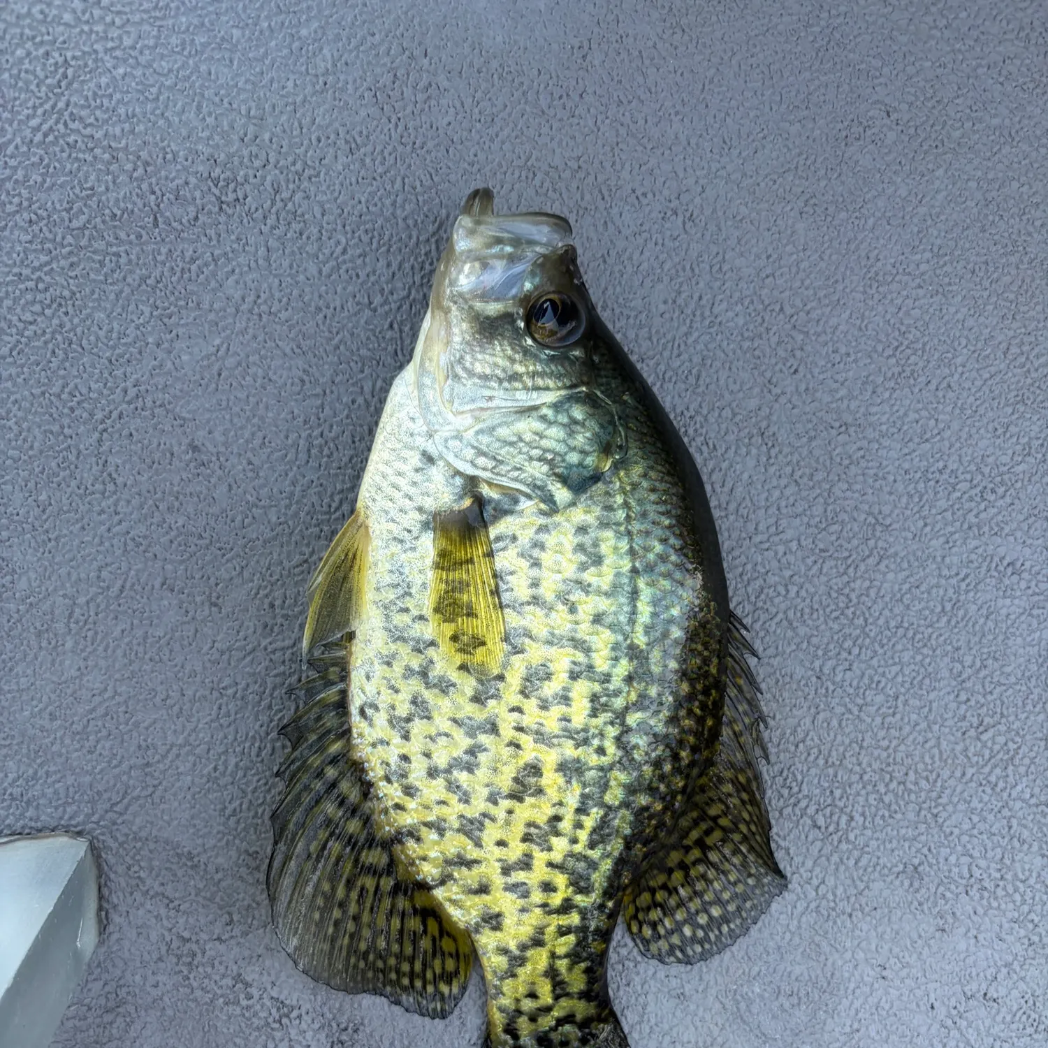 Black crappie caught on Fishbrain