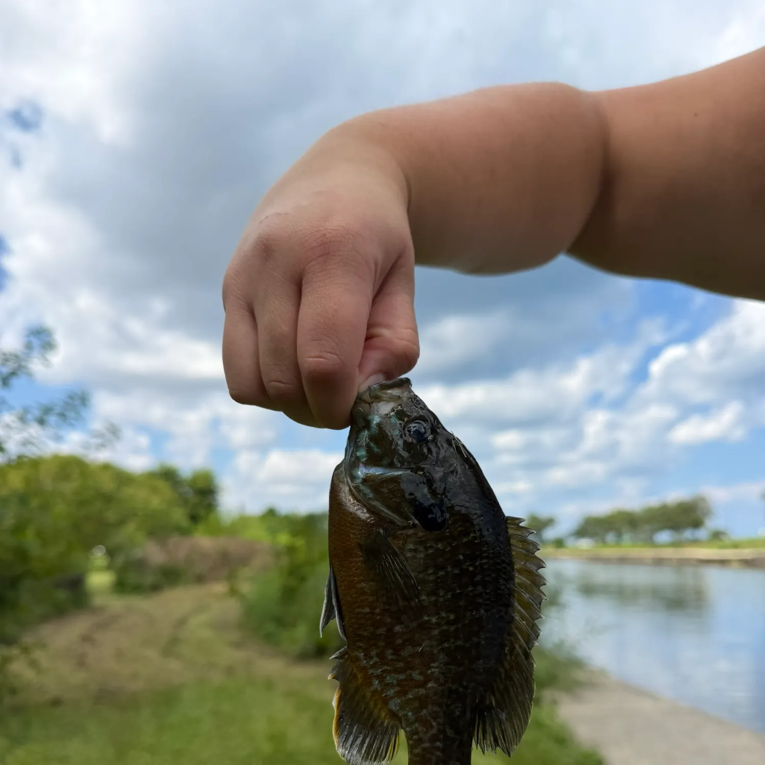 Greengill hybrid caught on Fishbrain