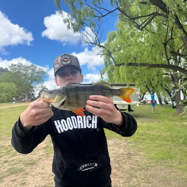 European perch caught on Fishbrain