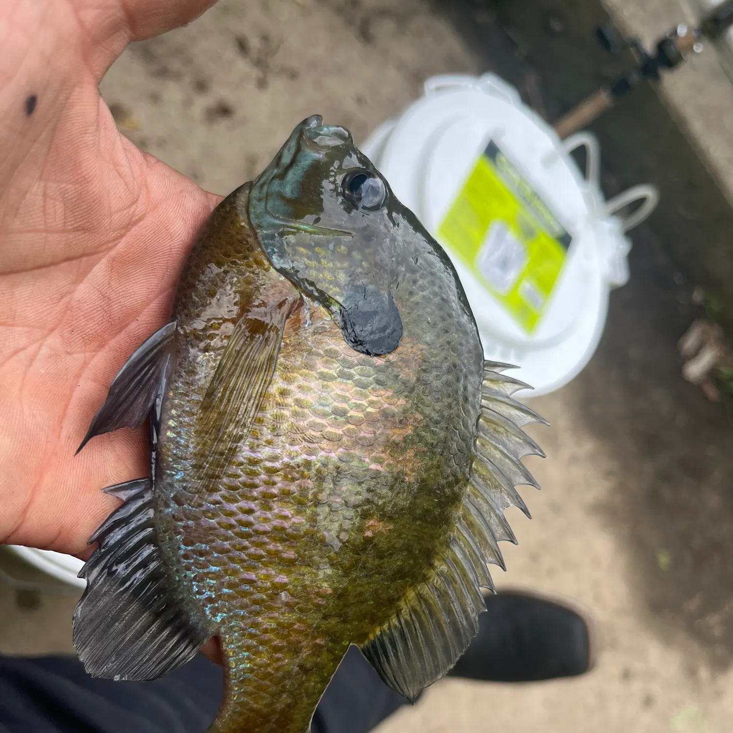 catch