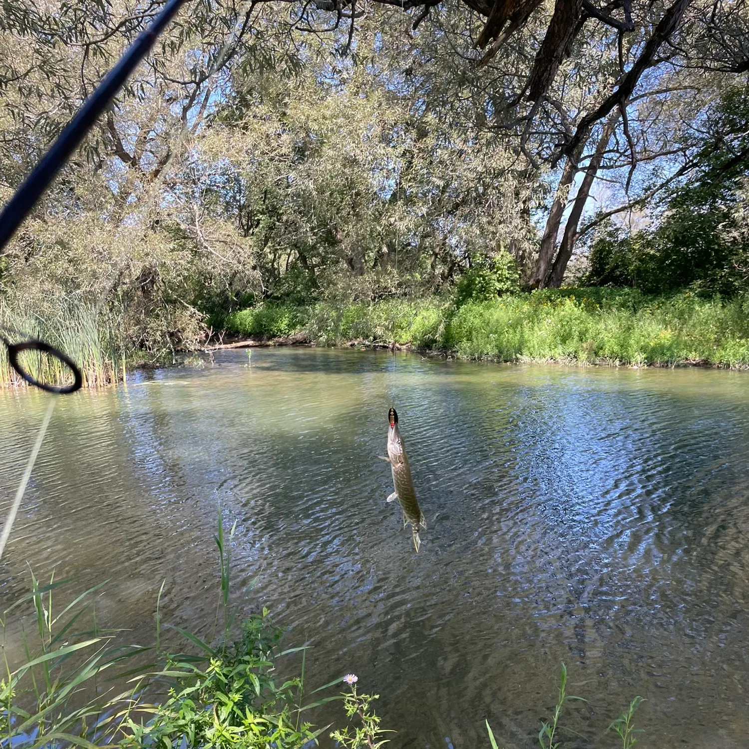 Northern pike caught on Fishbrain