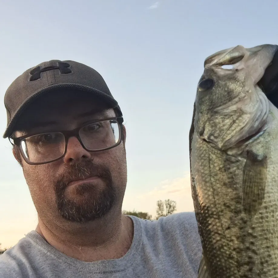 Largemouth bass caught on Fishbrain