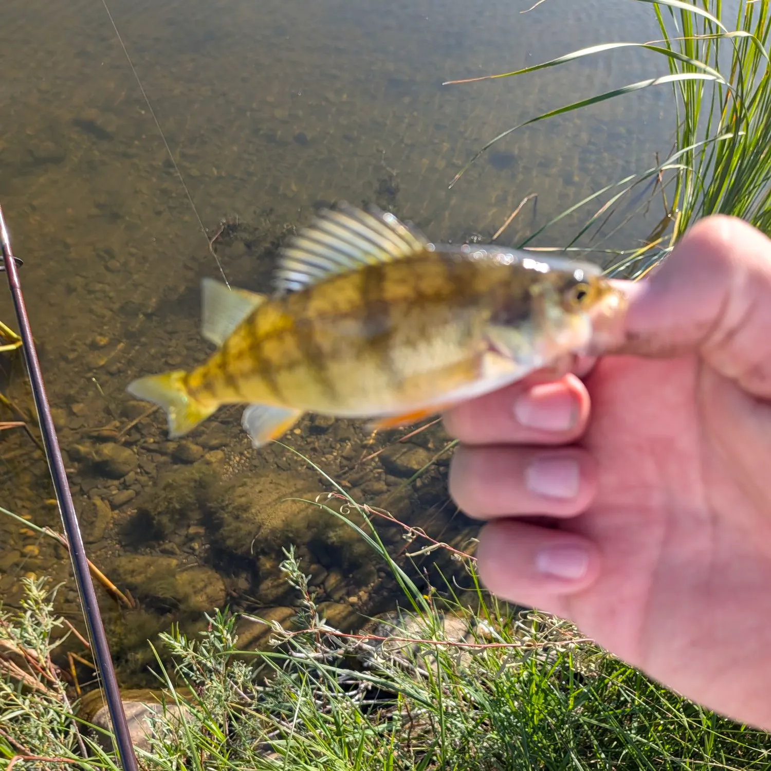 Yellow perch caught on Fishbrain