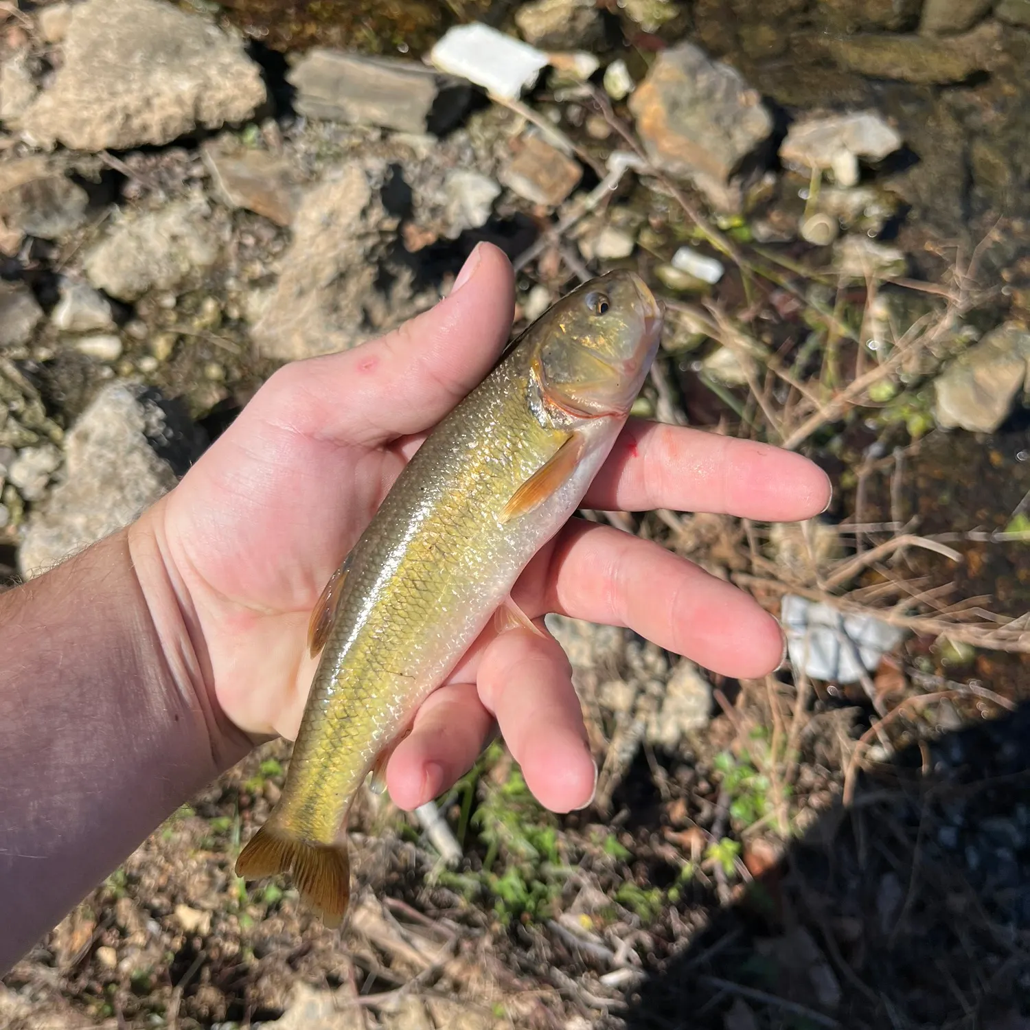 Creek chub caught on Fishbrain