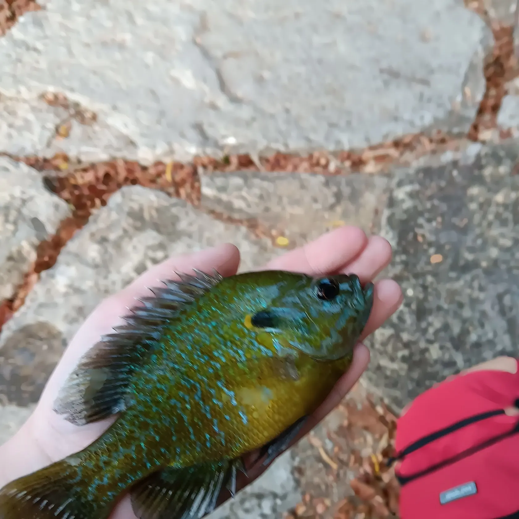 Greengill hybrid caught on Fishbrain