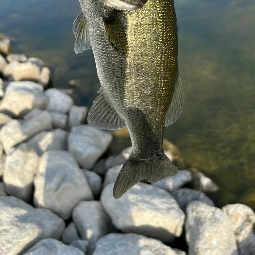 Largemouth bass caught on Fishbrain