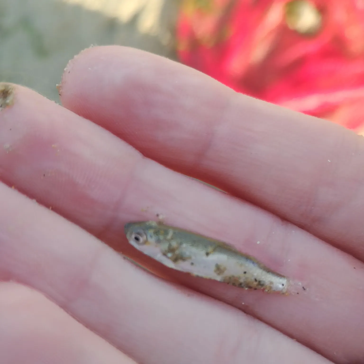 The most recent Whitebait smelt catches on Fishbrain