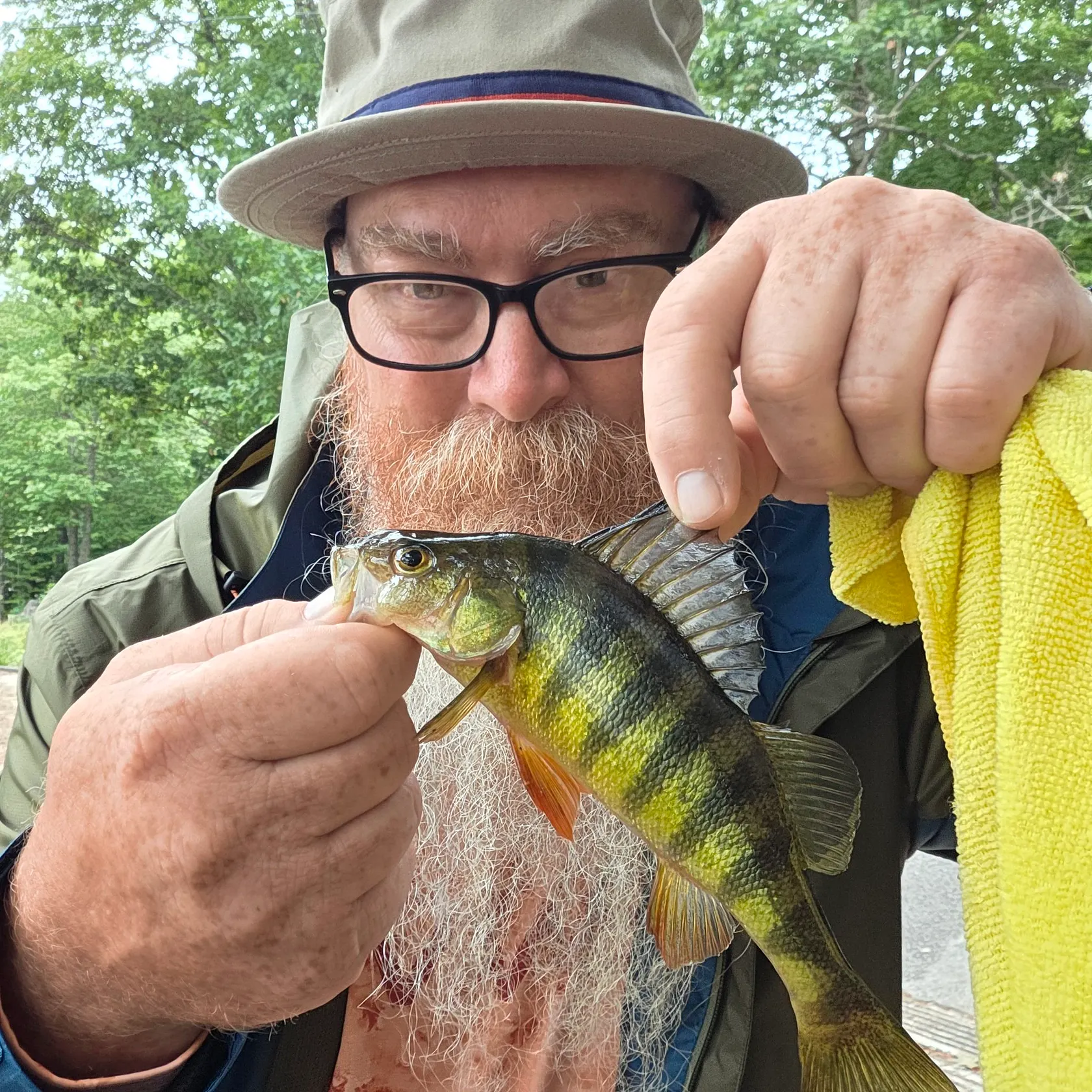 Yellow perch caught on Fishbrain