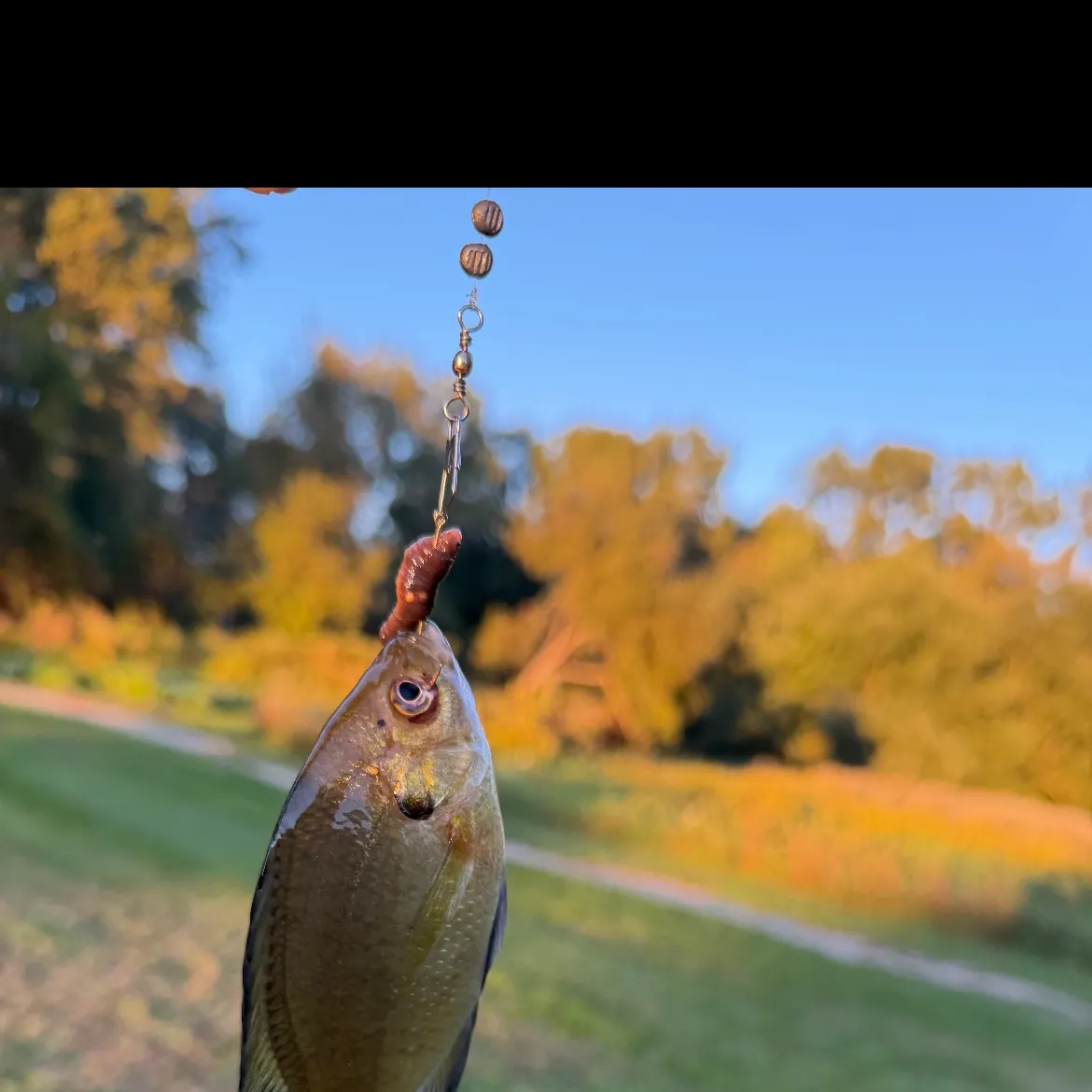 Bluegill caught on Fishbrain