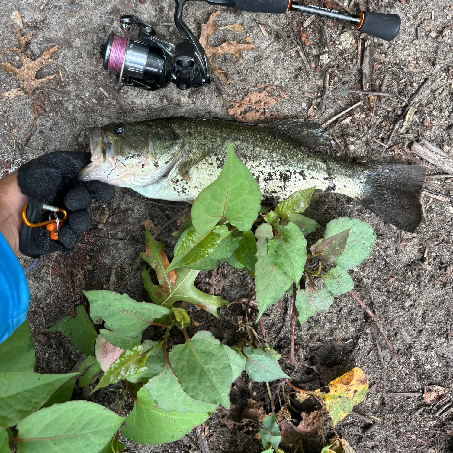Largemouth bass caught on Fishbrain