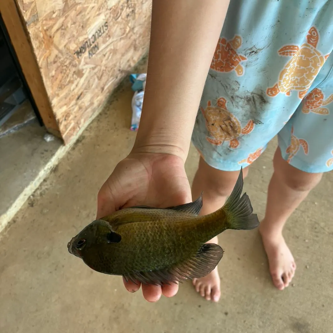 Bluegill caught on Fishbrain