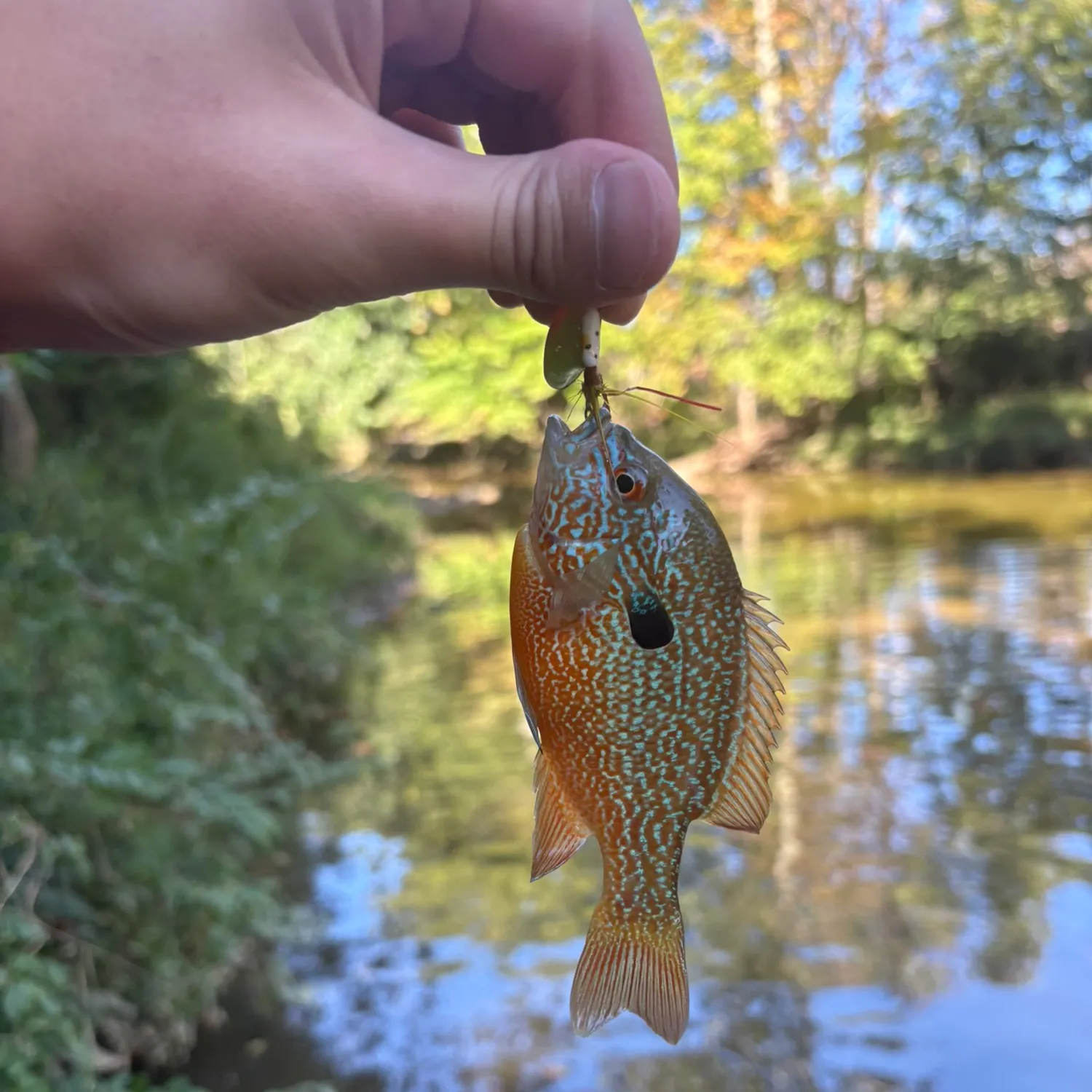 Longear sunfish caught on Fishbrain