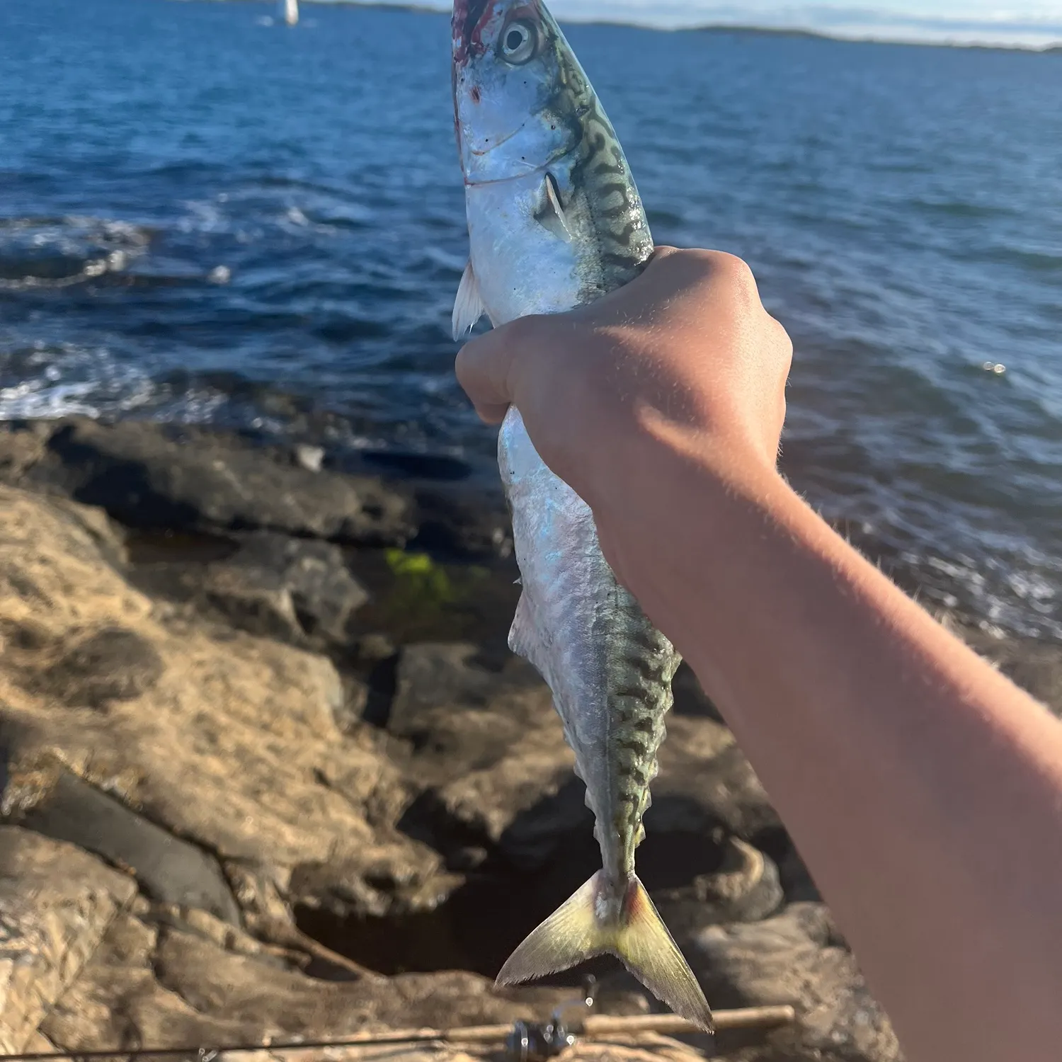 Atlantic mackerel caught on Fishbrain