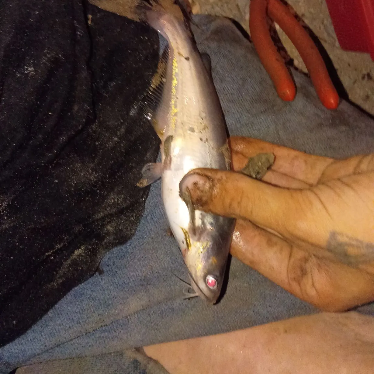 Blue catfish caught on Fishbrain