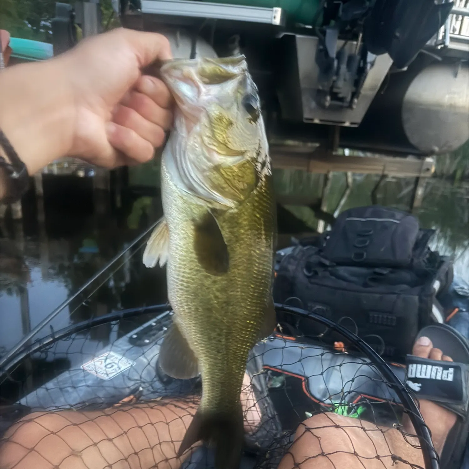 Largemouth bass caught on Fishbrain