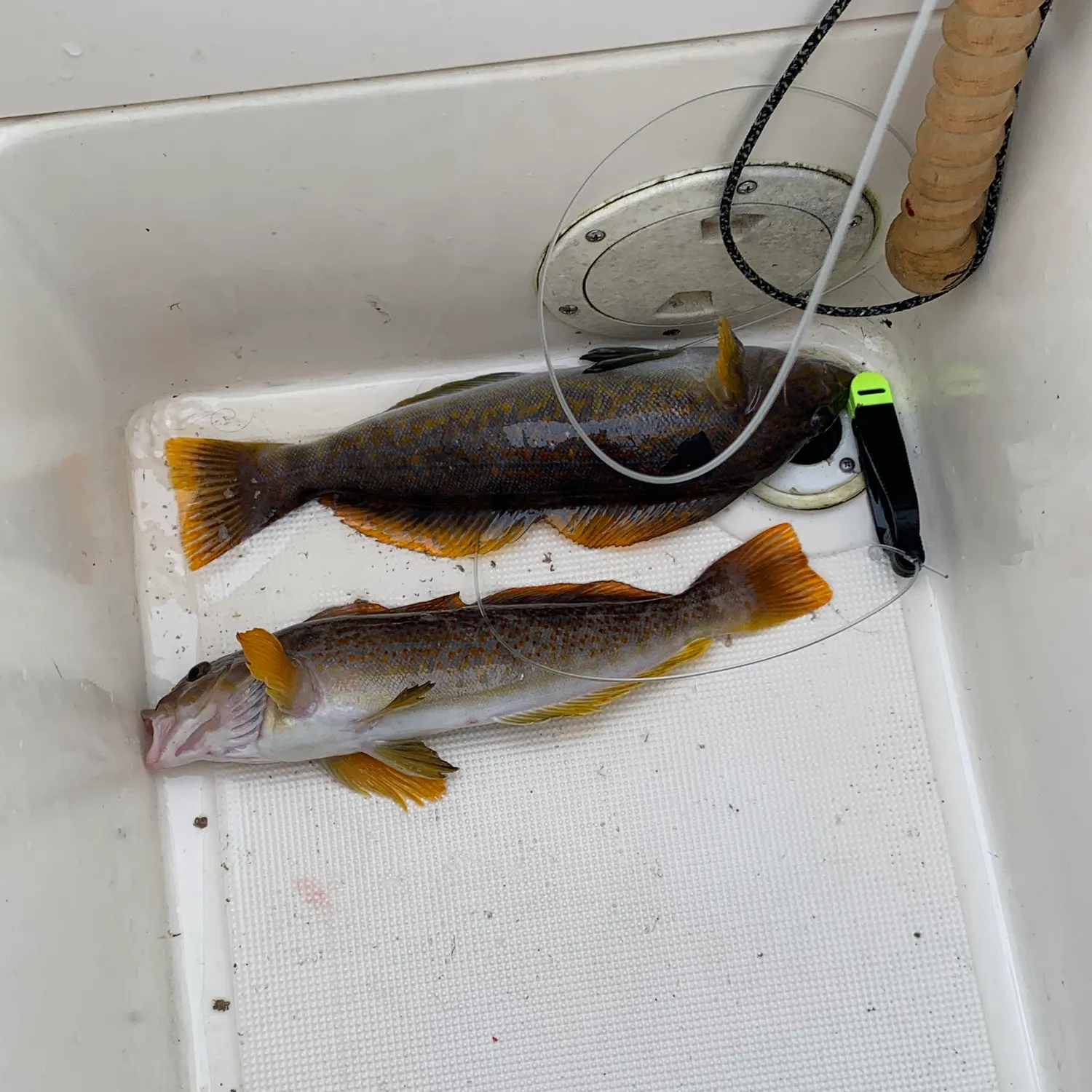 recently logged catches