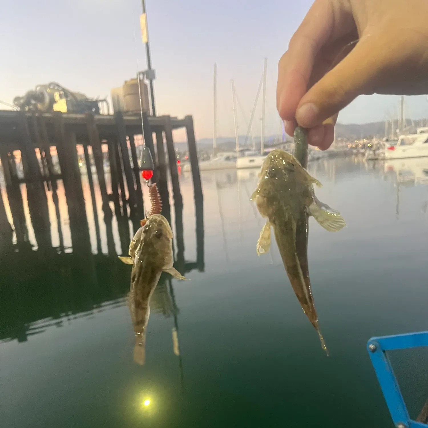 The most recent Shorthorn sculpin catches on Fishbrain