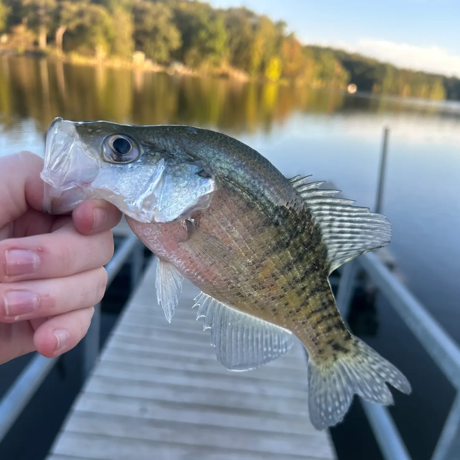 White crappie caught on Fishbrain