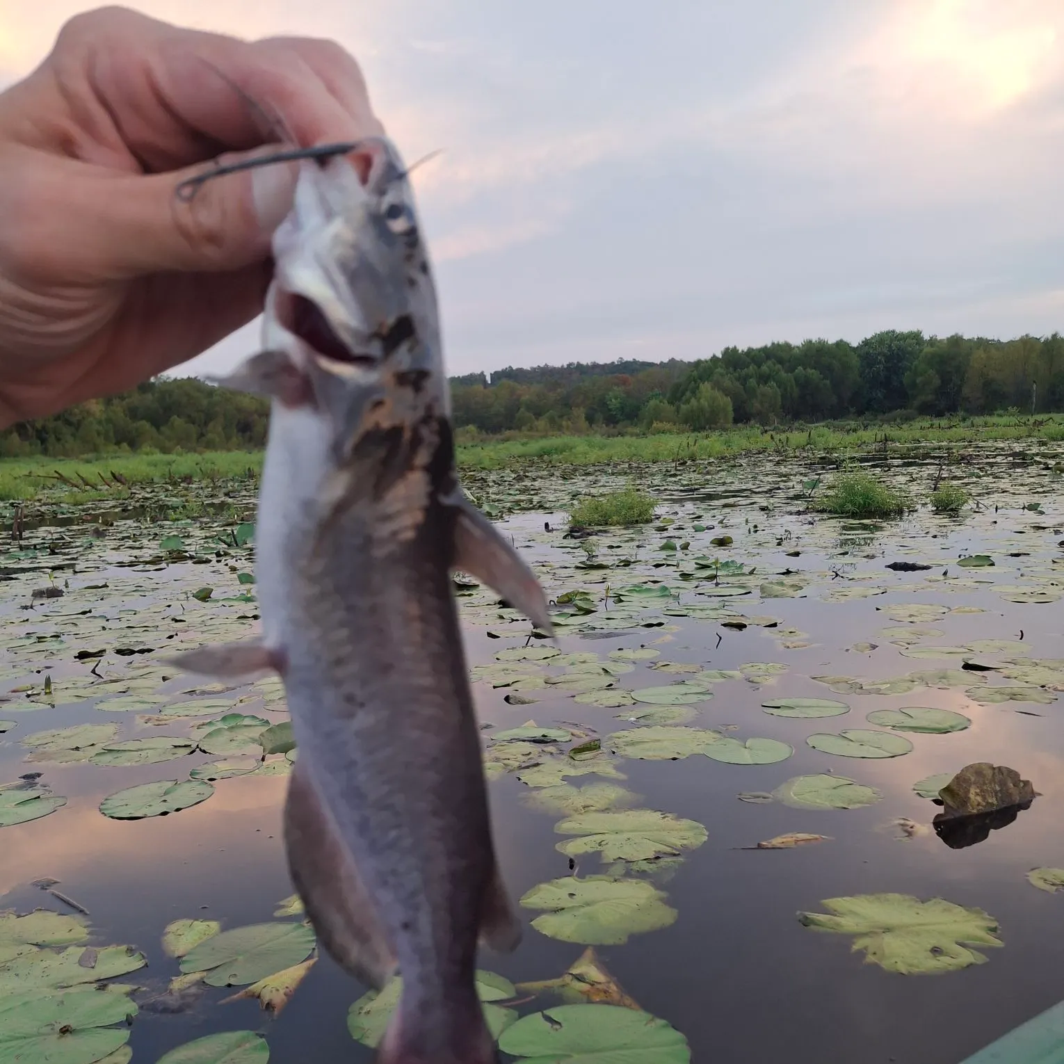 Channel catfish caught on Fishbrain